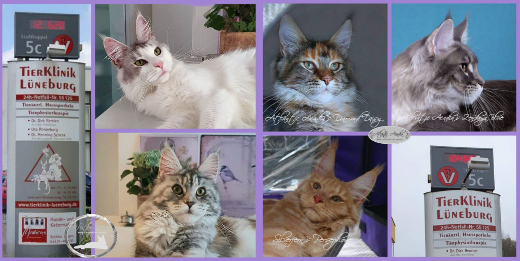 collage Schalltermine_06_u_11_20_girls